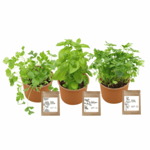 Paper Cup Herb Grow Kit