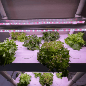 Hydroponics Planting Hole Covers