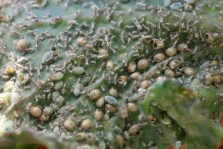 Colony of aphids clustered on the underside of a green leaf