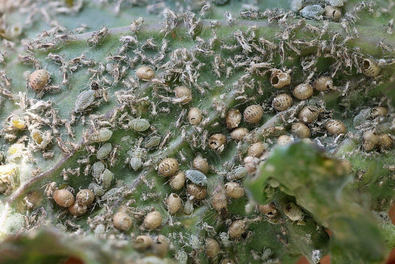 Colony of aphids clustered on the underside of a leaf — a pest control target gardeners run into early in the season