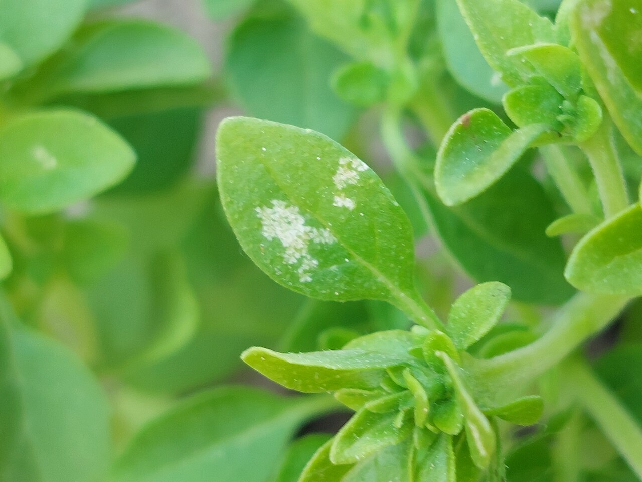 Real basil leaves showing pale silver feeding damage caused by thrips