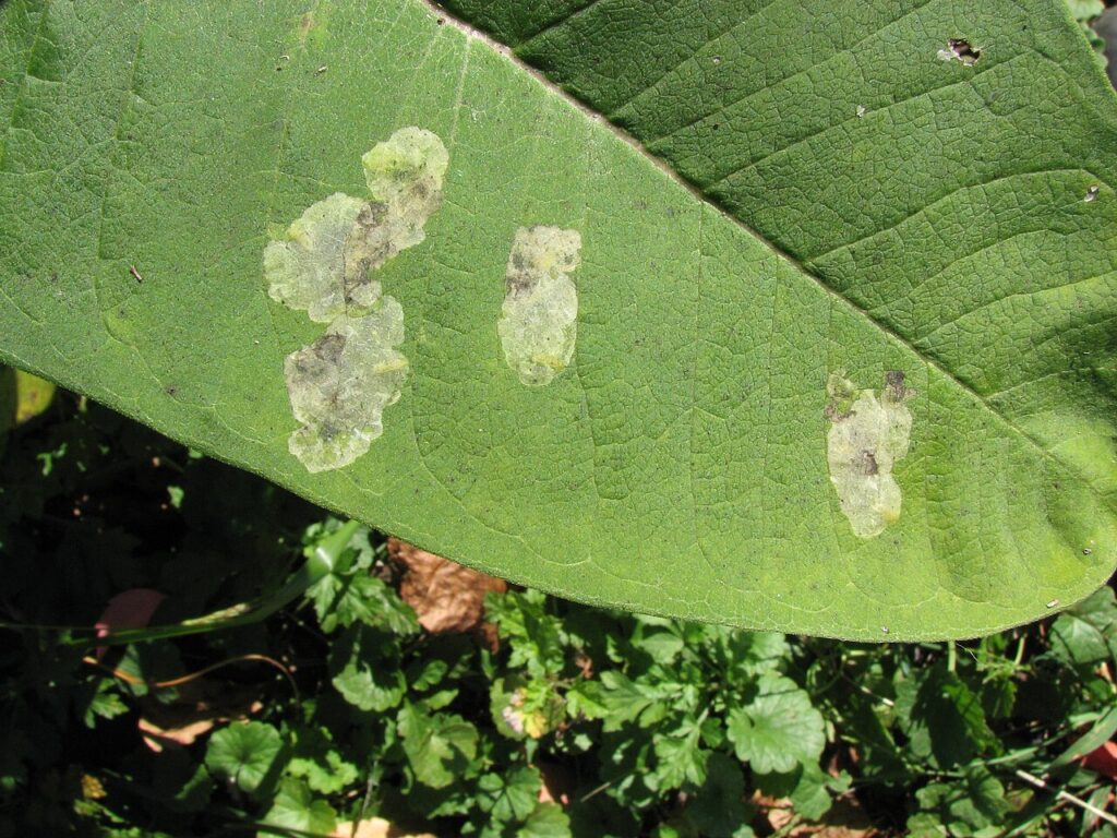 Leaf miners: real leaf showing pale winding tunnels made by leaf miner larvae