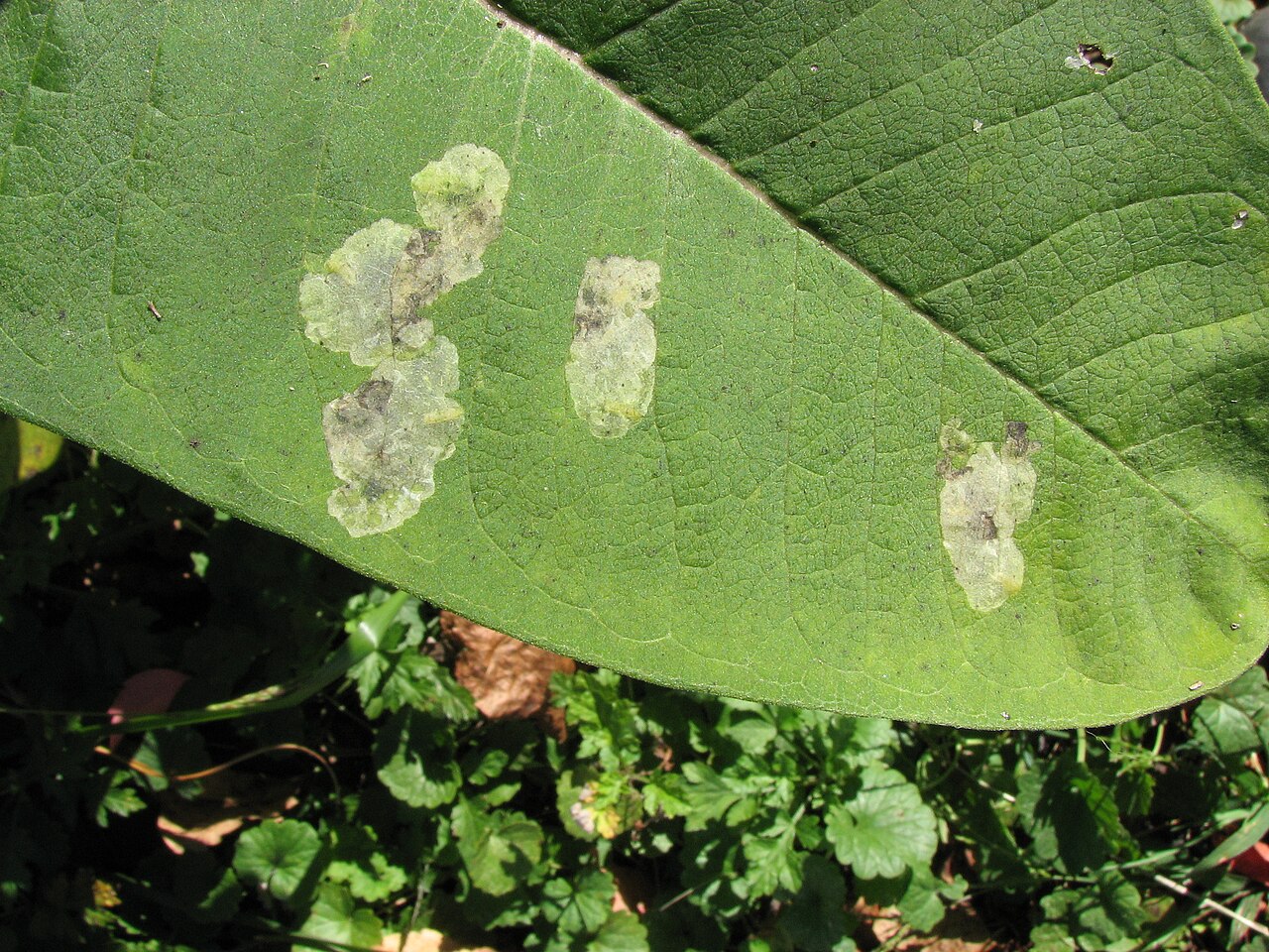 Leaf miners: real leaf showing pale winding tunnels made by leaf miner larvae