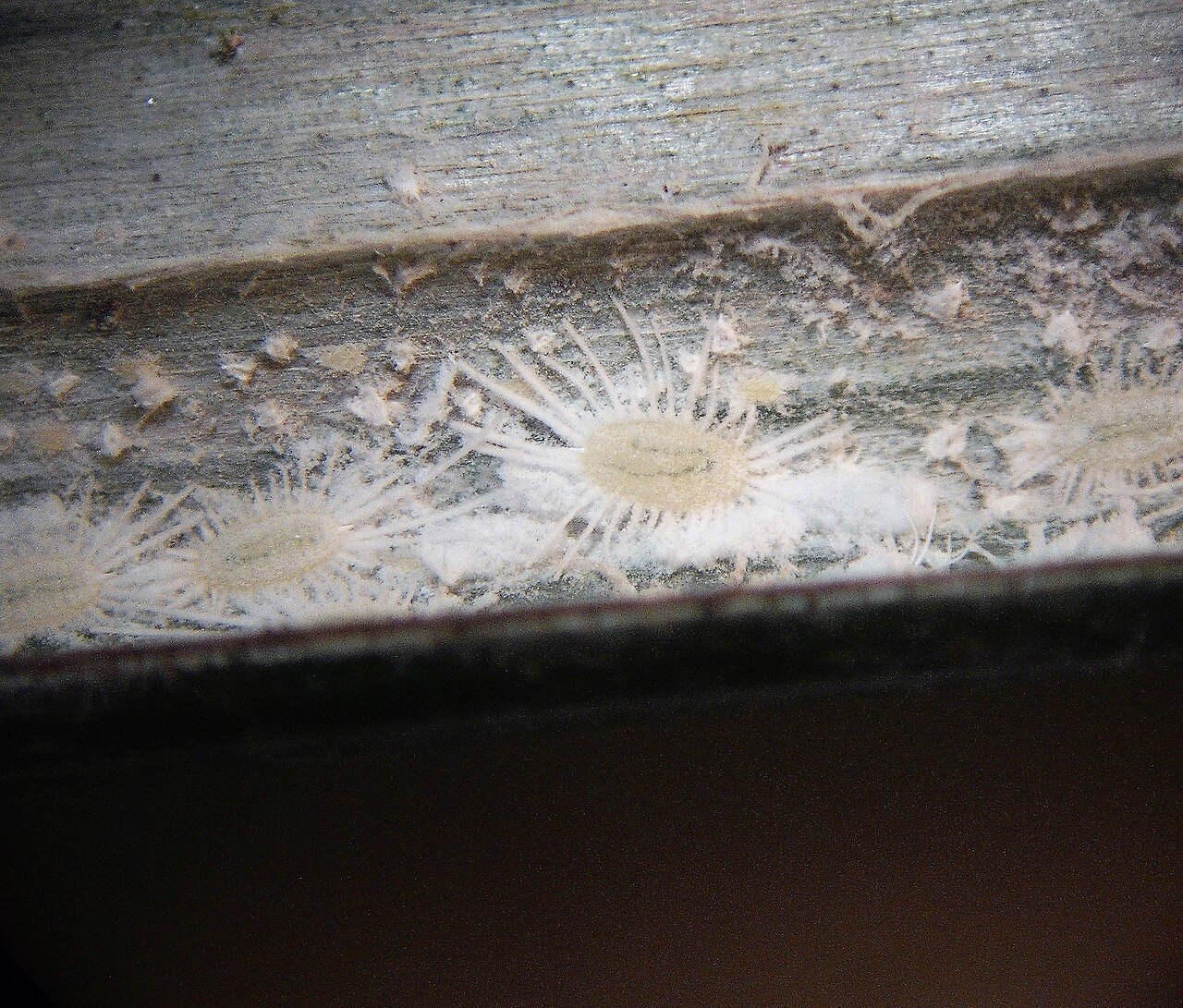 Close-up of a mealybug on a green plant leaf