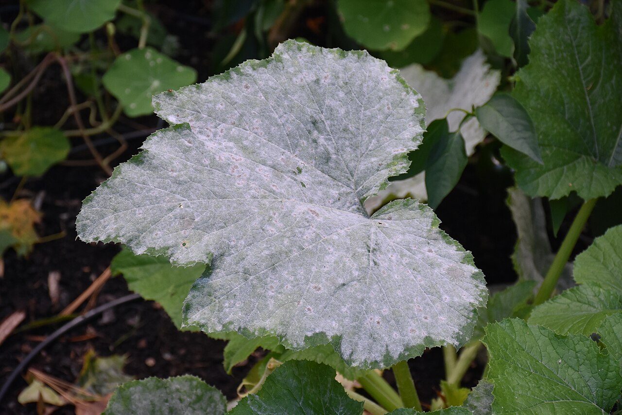 Real leaf showing white powdery mildew patches on the surface