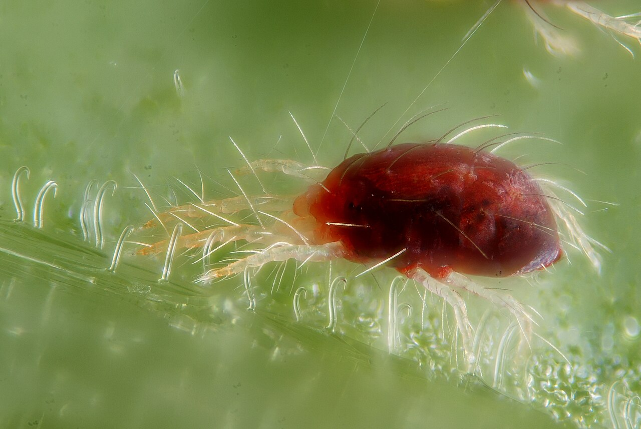 Macro photograph of a two-spotted spider mite with fine silk threads on a leaf