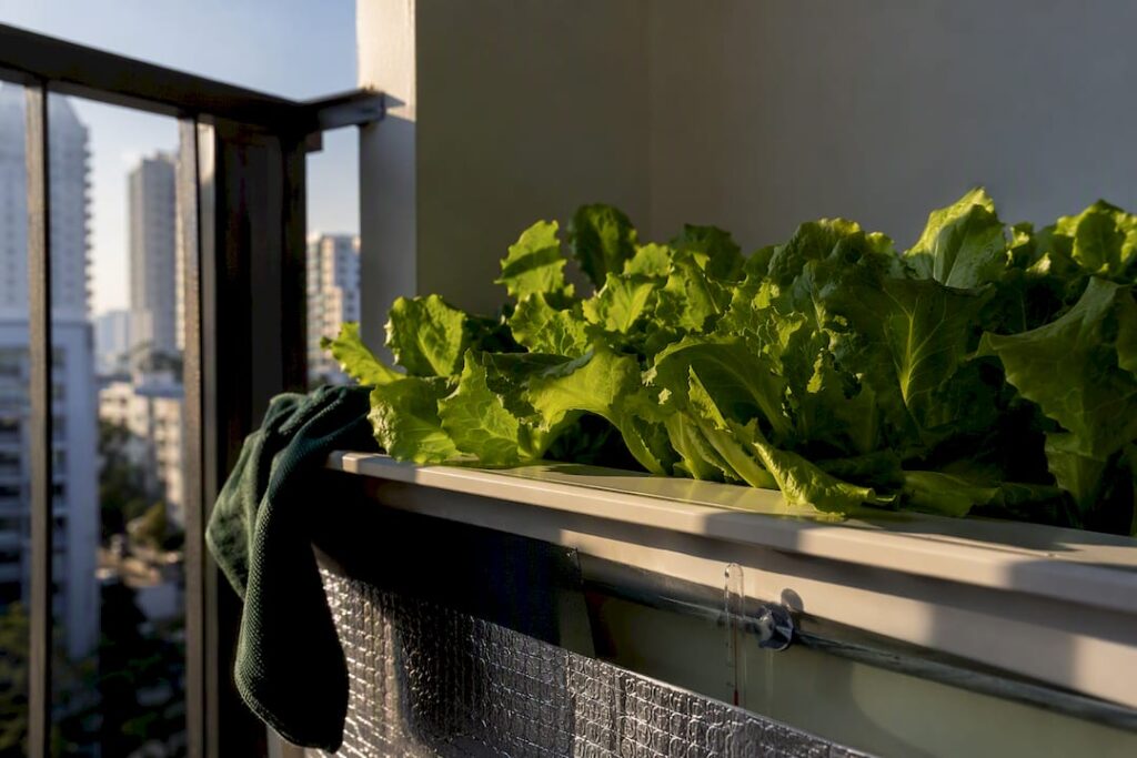 18–20°C Reservoirs Save Hydroponic Lettuce on Singapore Balconies