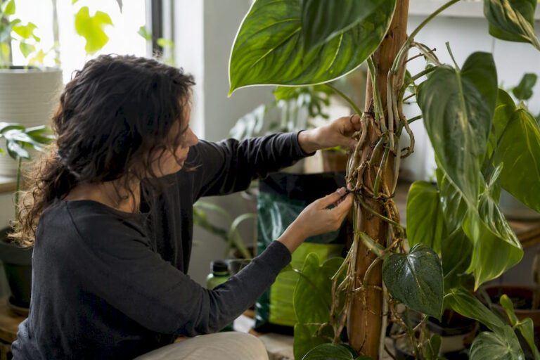 What to Do With Aroid Aerial Roots for a Healthier Plant