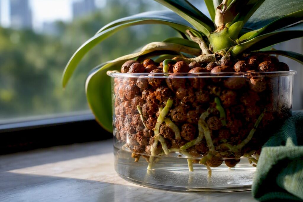Semi-Hydro Orchids: Convert One Plant in 8 Weeks with LECA (Singapore)