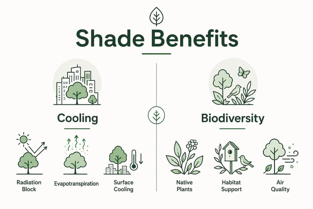 Infographic showing shade benefits for cooling and biodiversity