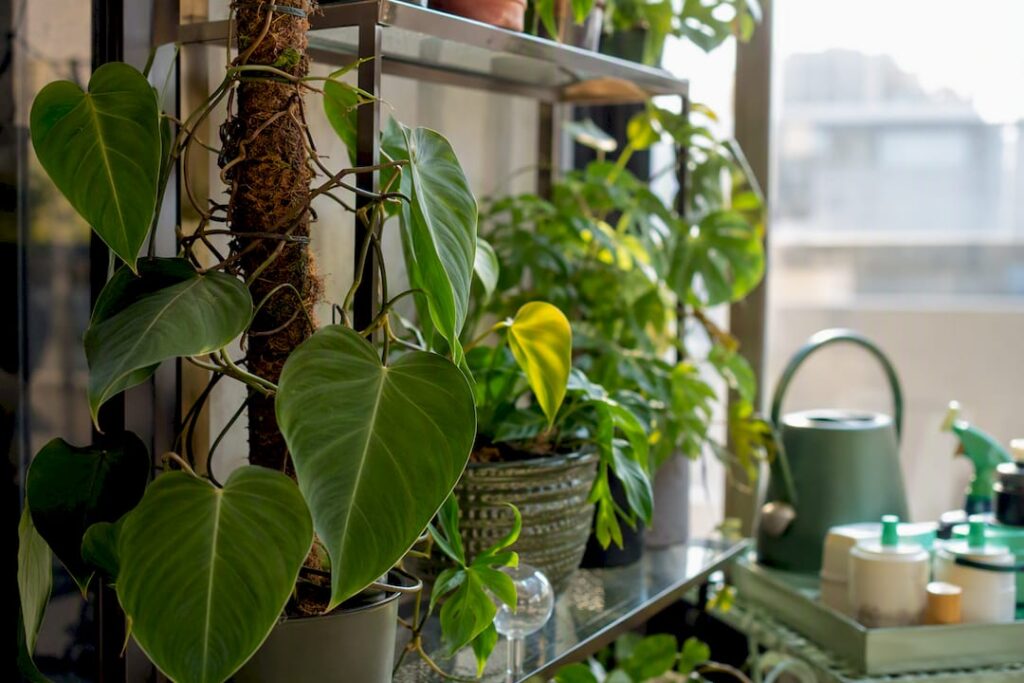 Do Indoor Plants Really Improve Air Quality?