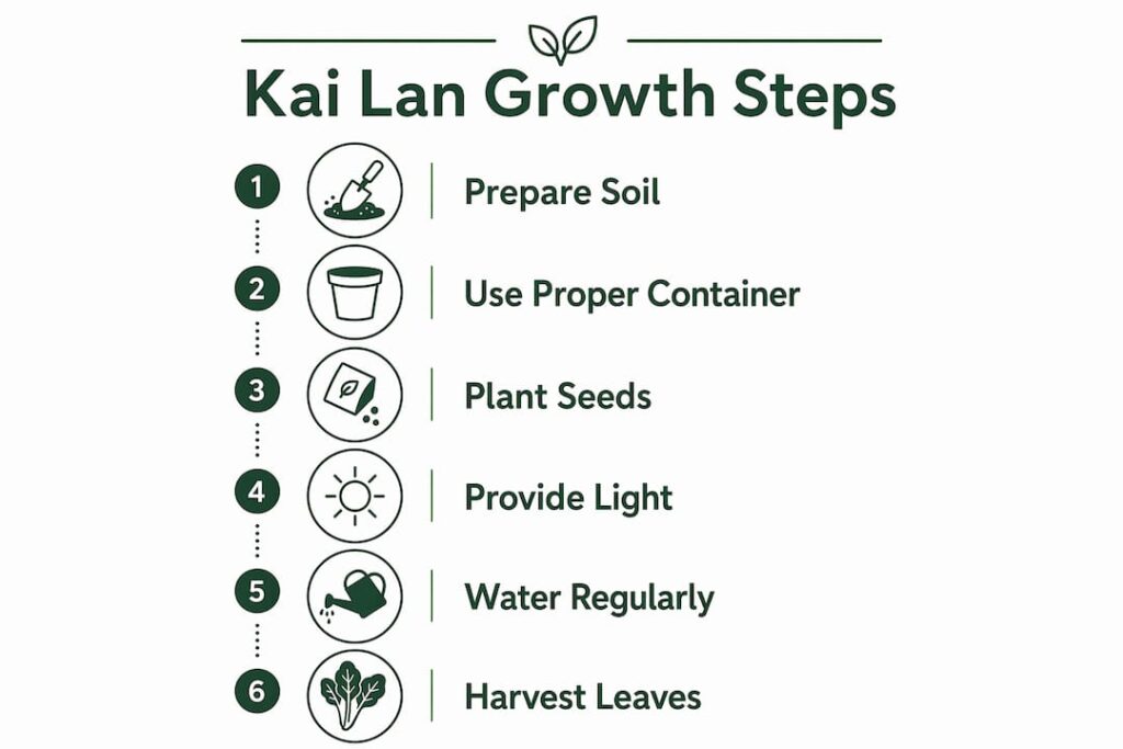 Infographic outlining kai lan growth steps
