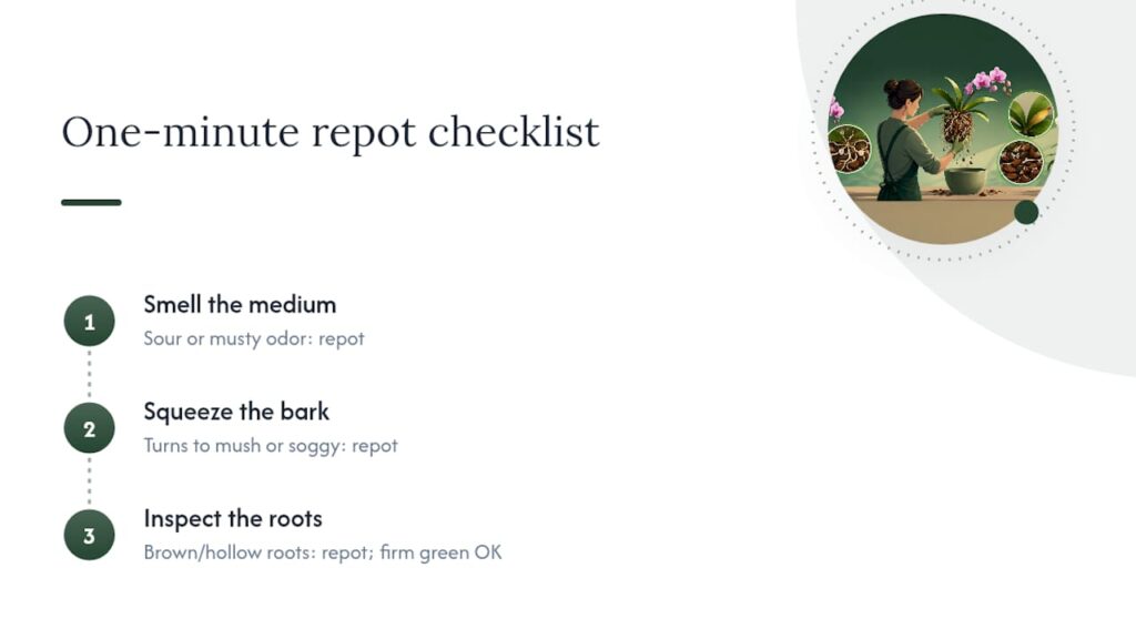 Three-step orchid repotting health checklist