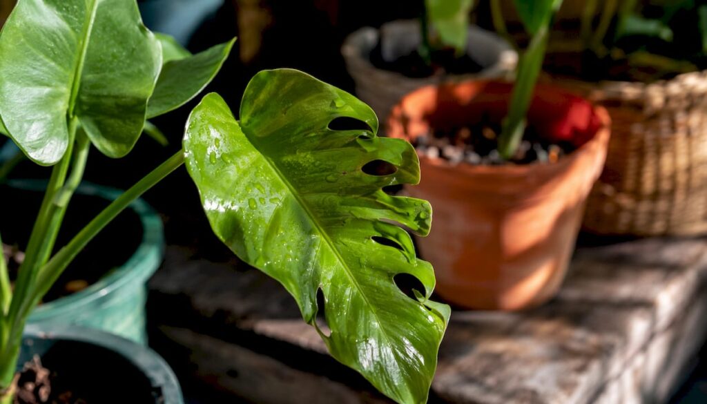 Young aroid leaf forming fenestration holes