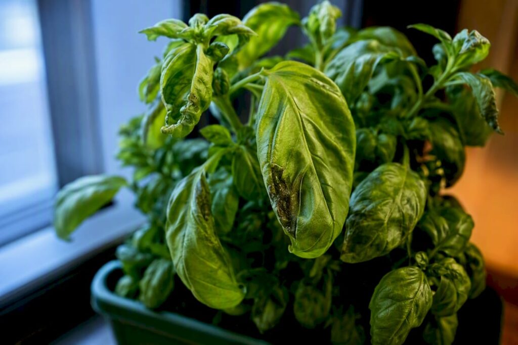 Leaf spots: close-up of a basil leaf with a dark brown patch