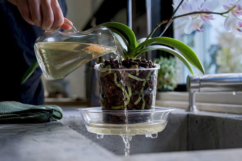 Fertilizing orchids: apartment Orchid Feeding: 3 Fertilized Waterings Then 1 Monthly Flush