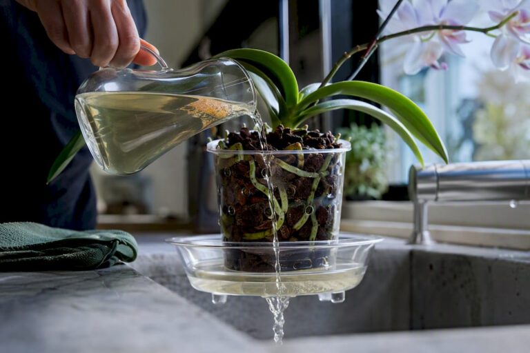 Fertilizing orchids: apartment Orchid Feeding: 3 Fertilized Waterings Then 1 Monthly Flush