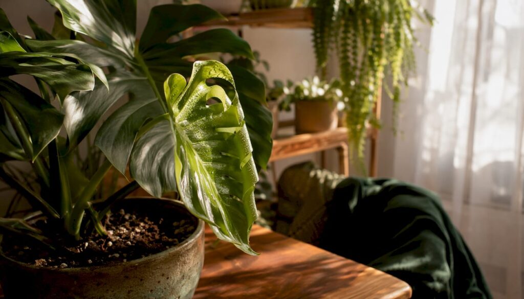 Close-up of Monstera new leaf unfurling indoors