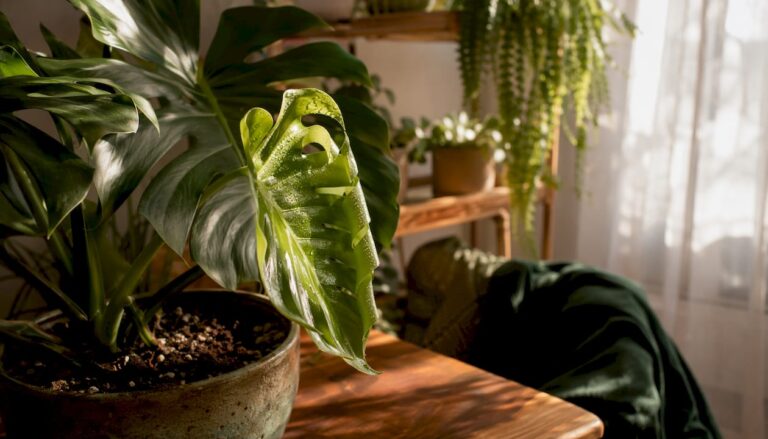 Improve air quality: a large Monstera leaf on an indoor potted plant beside a window
